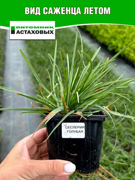 Сеслерия Голубая (болотная)