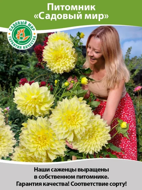 Георгин Микс Пепперминт (кактусовидный) 
