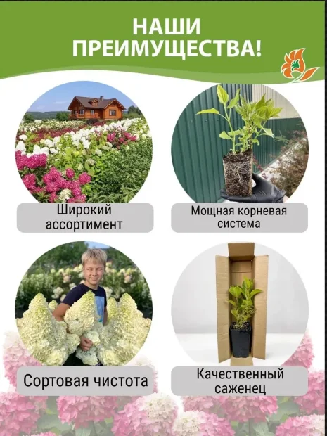 Гортензия Даймонд Руж саженцы 
