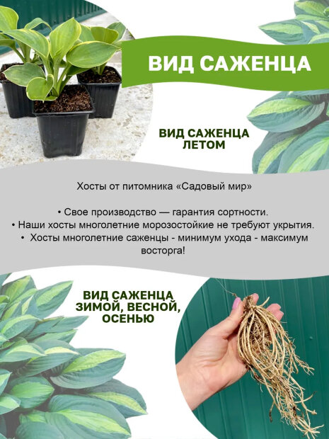 Хоста Халцион