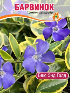 Барвинок Блю энд Голд