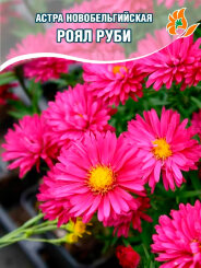 Астра Роял Руби