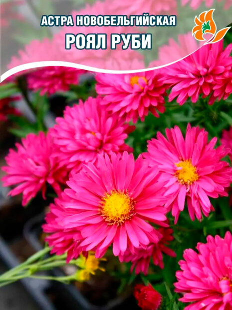 Астра Роял Руби