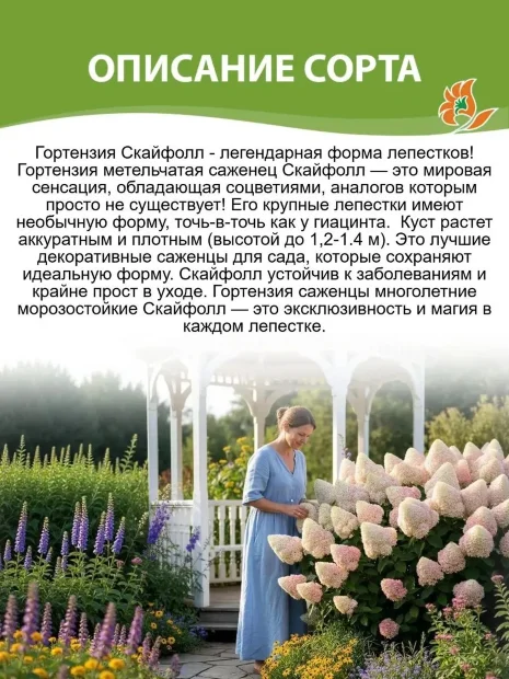 Гортензия Скайфолл саженцы 