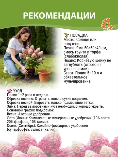 Гортензия Скайфолл саженцы 