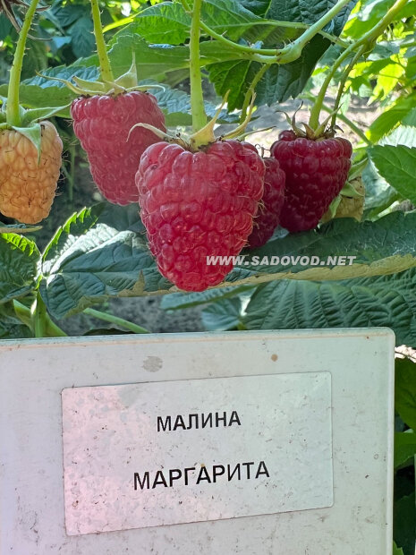 Малина Маргарита (ремонтантная)