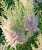 Астильба Милк энд Хани