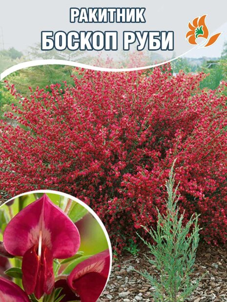 Ракитник Боскоп Руби