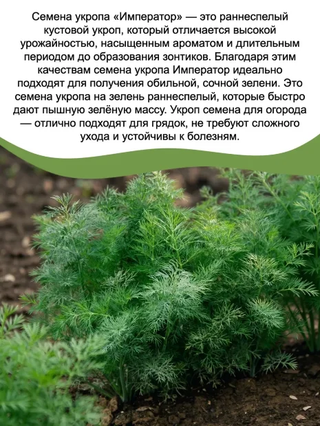 Укроп Император семена 