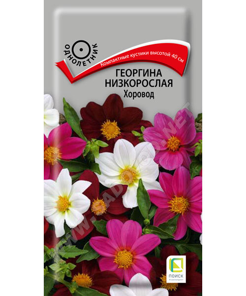 Георгина низкорослая Хоровод