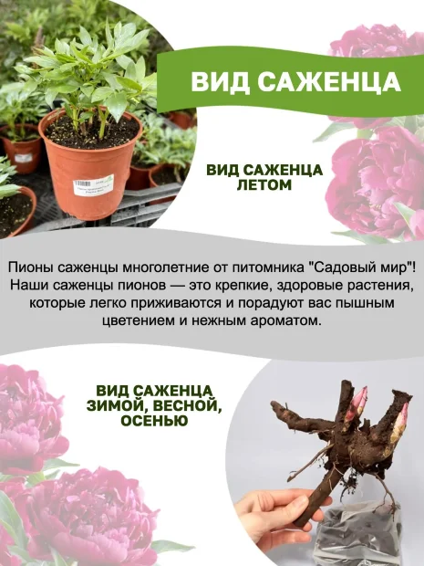 Пион Примавере (травянистый)