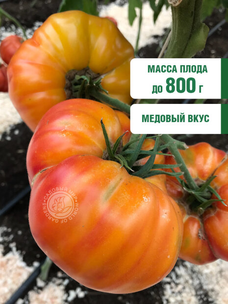 Томат Медовый Салют семена 
