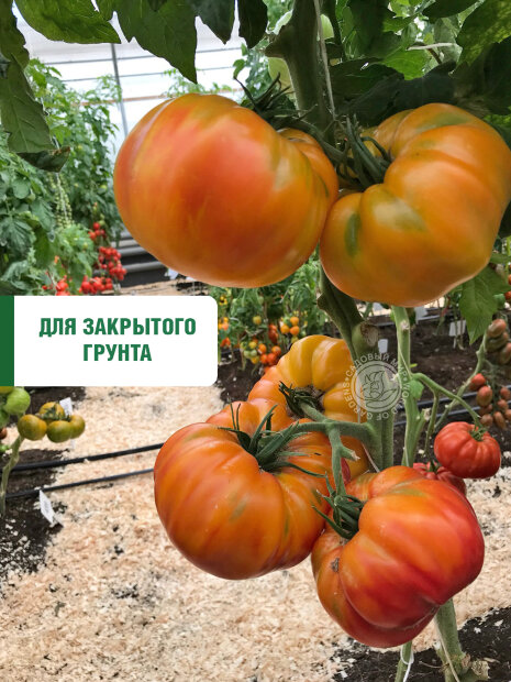 Томат Медовый Салют семена 