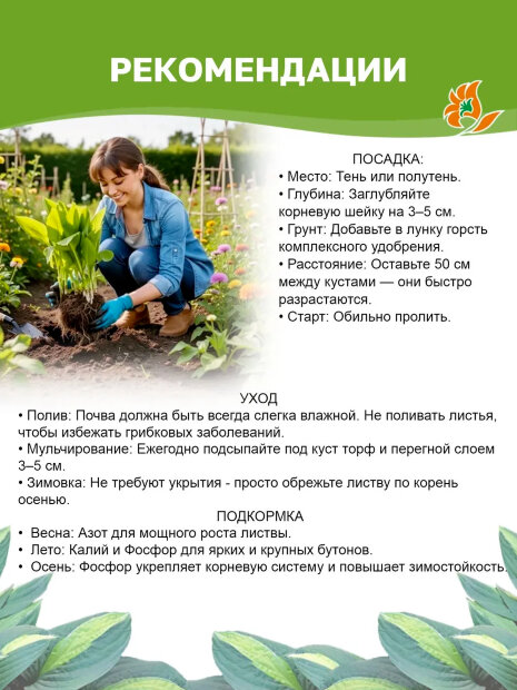 Хоста Гуакамоле