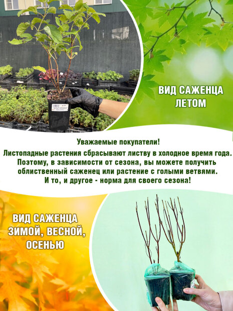Боярышник Тоба саженцы 