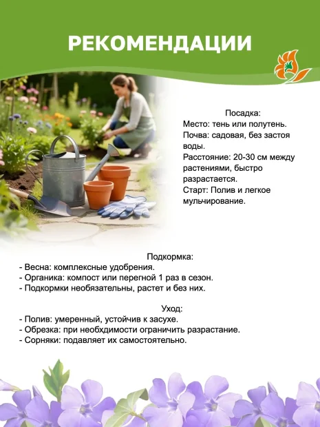 Барвинок Ла Грейв саженцы 