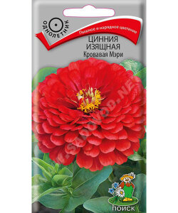 Цинния изящная Кровавая Мэри