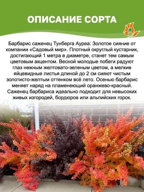 Барбарис Ауреа