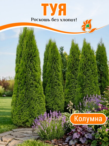 Туя Колумна