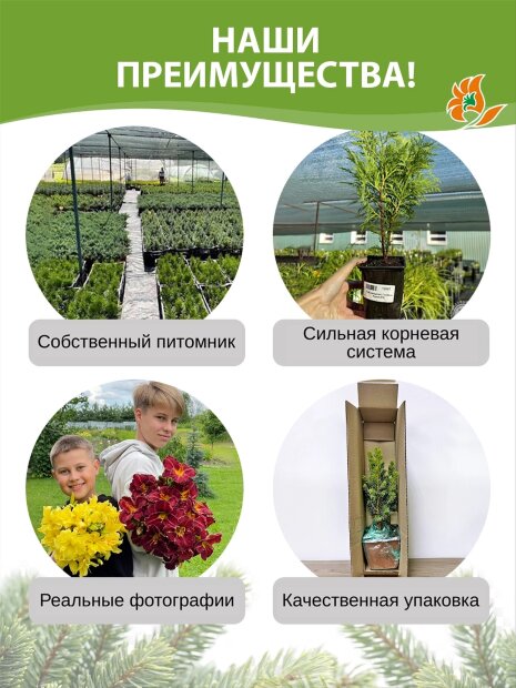 Туя Колумна