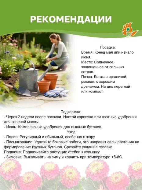 Георгин Мелоди Джипси (низкорослый)